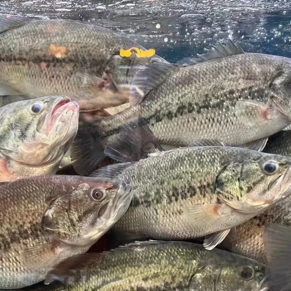 鲜活鲈鱼500克（1条）