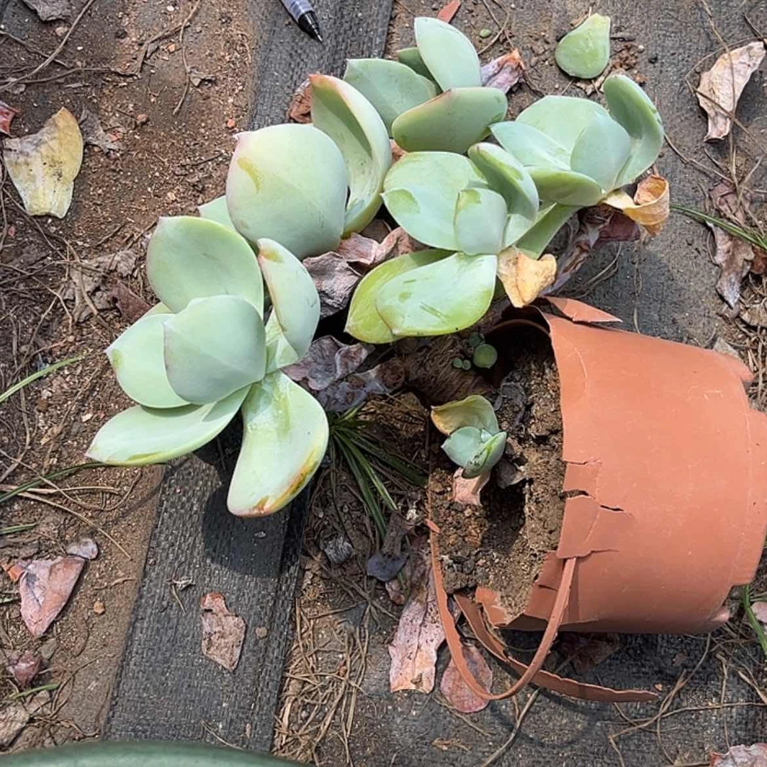 【闪购商品】无花朵陌*
