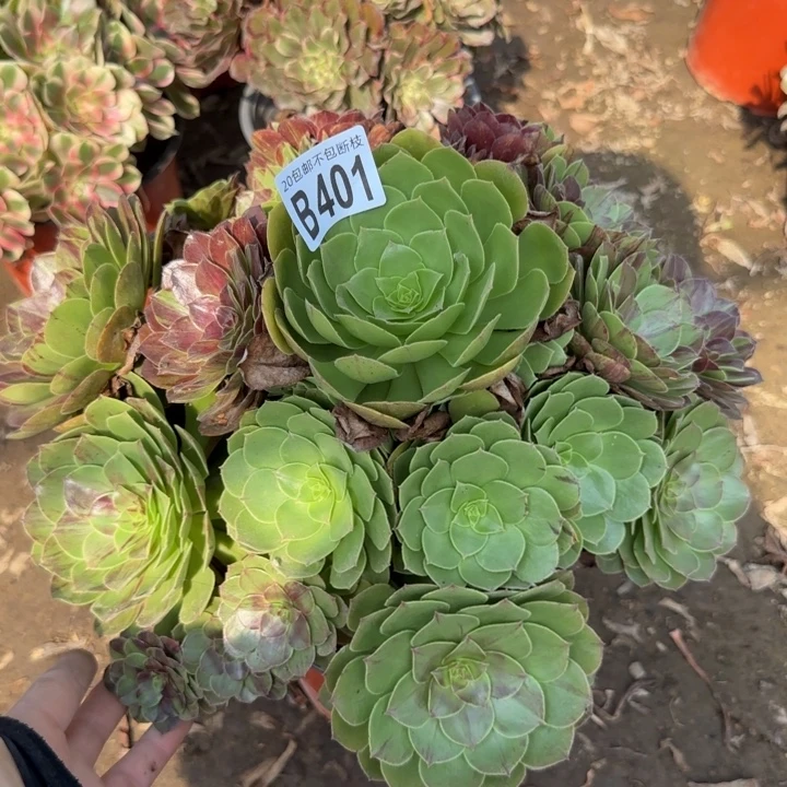 花月夜……多肉植物……