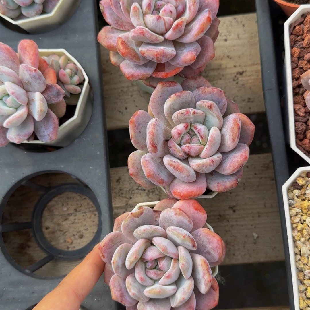 清***子柚子3颗石化特价！！