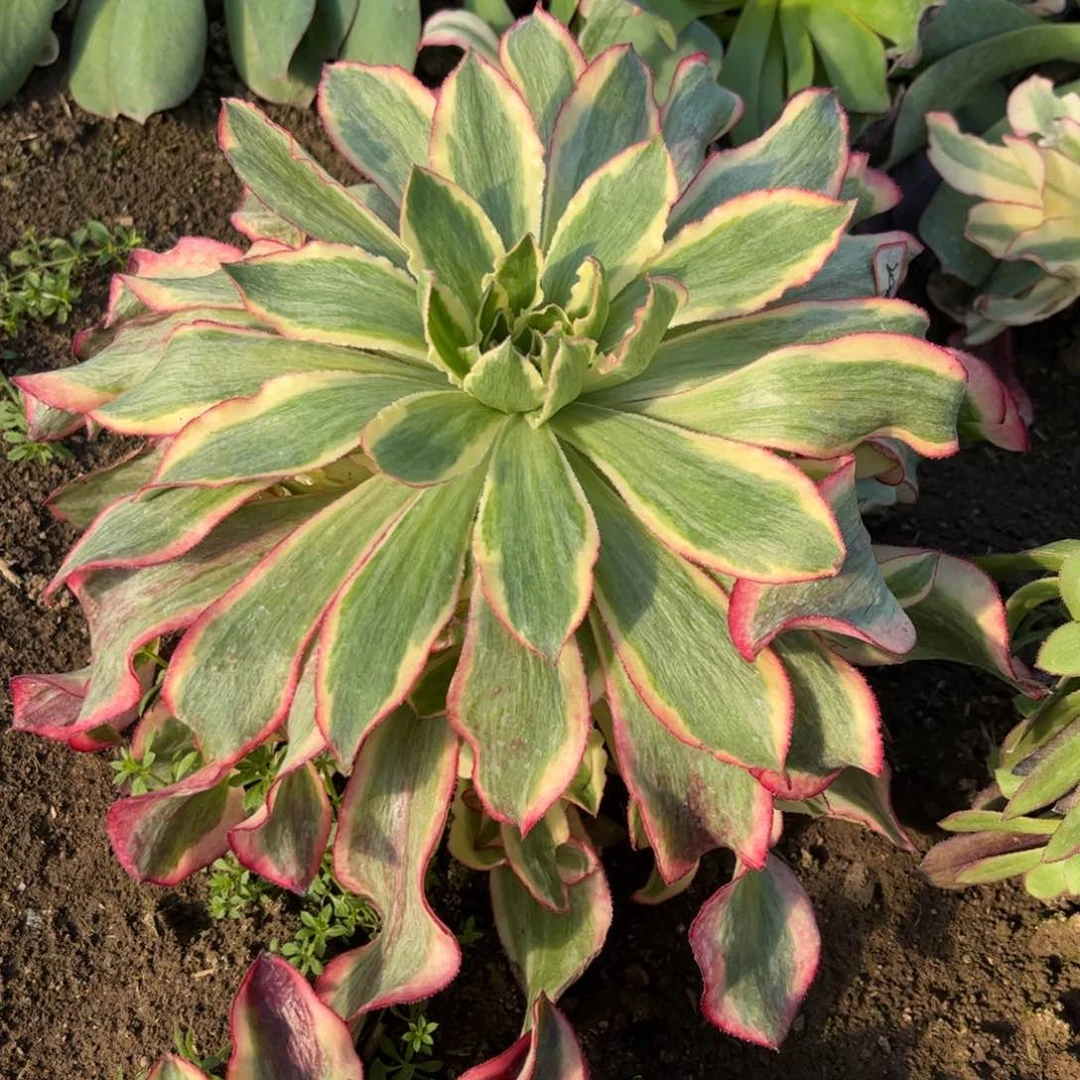 2010多肉植物魅影