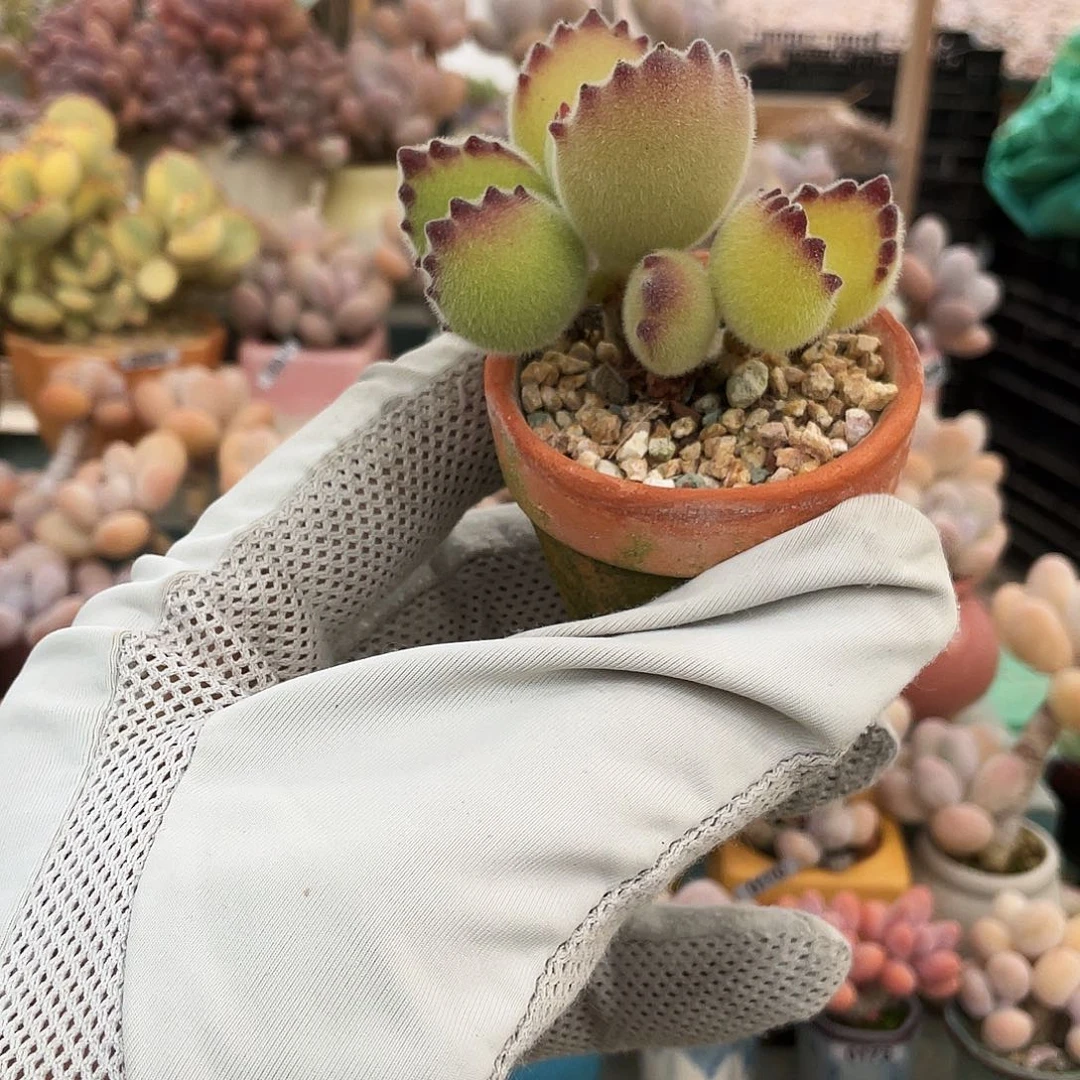 多肉植物的生长发育