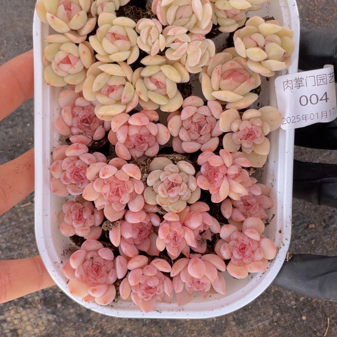 我们的生活方式是什么004