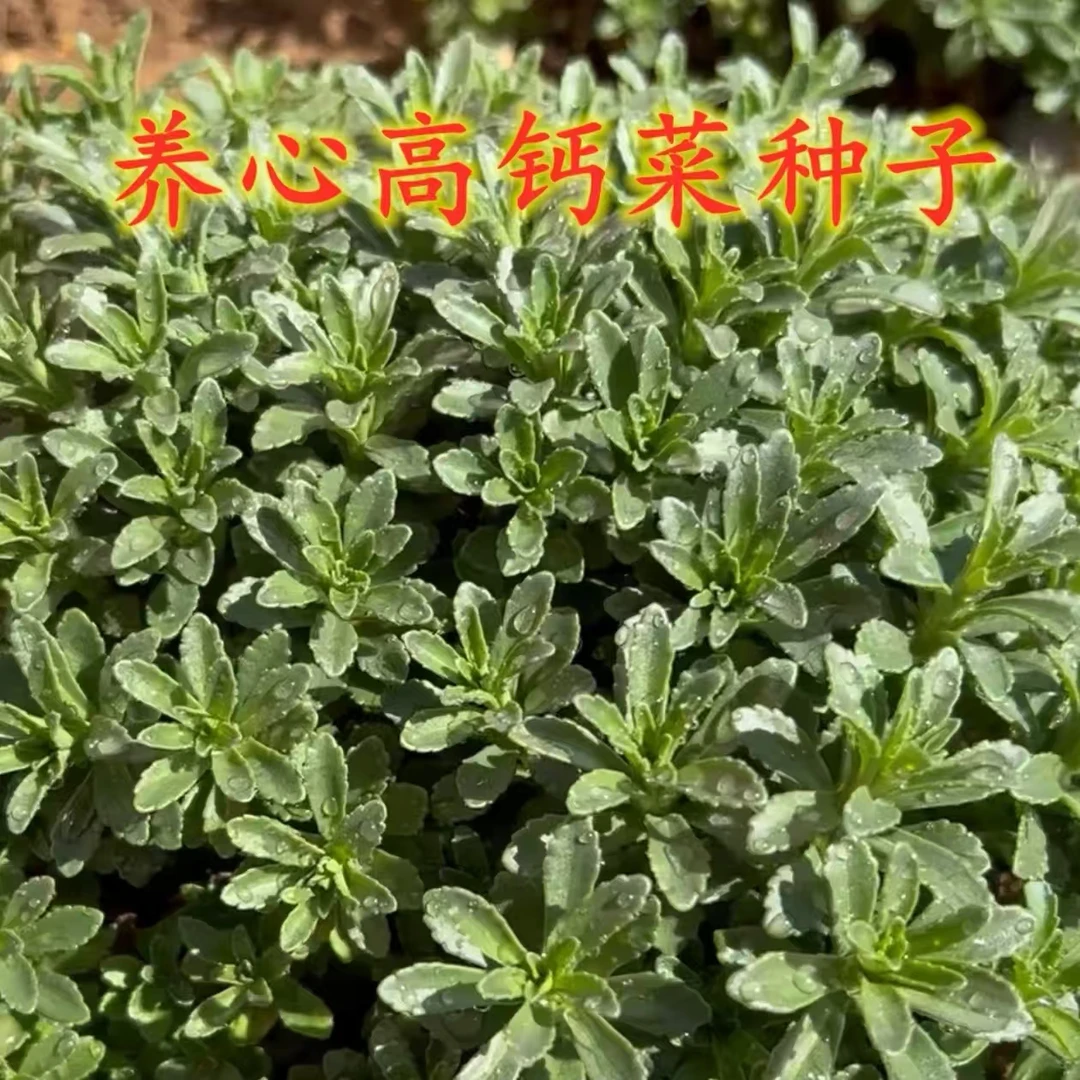 【养心菜种子】高钙菜家庭阳台小院四季种植盆栽地栽易种易活