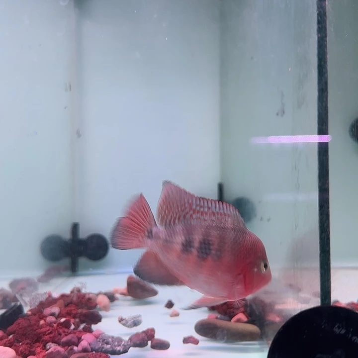 罗汉鱼红马罗汉鱼观赏鱼