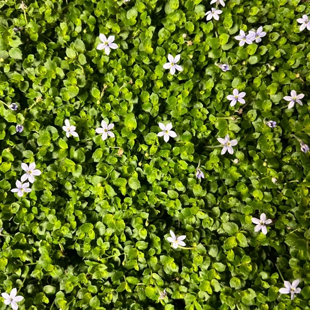 花镜铺地植物易打理多年生好养