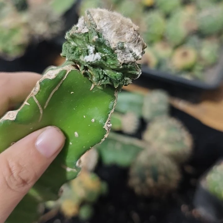一物一拍，苗接仙人球！