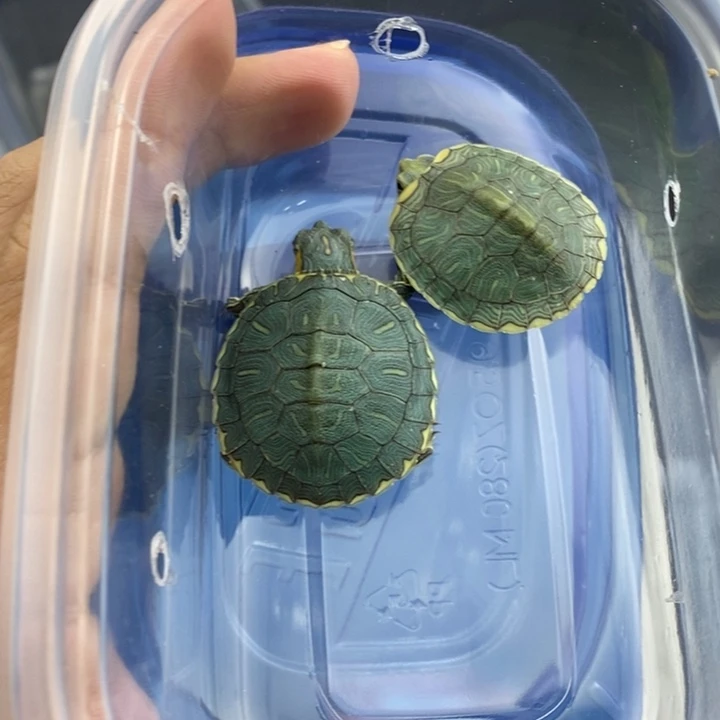 巴西彩龟母666666666