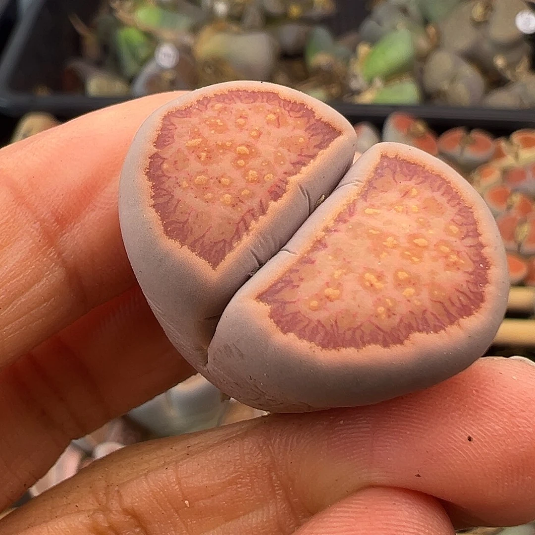 1587美菊菊清货福利
