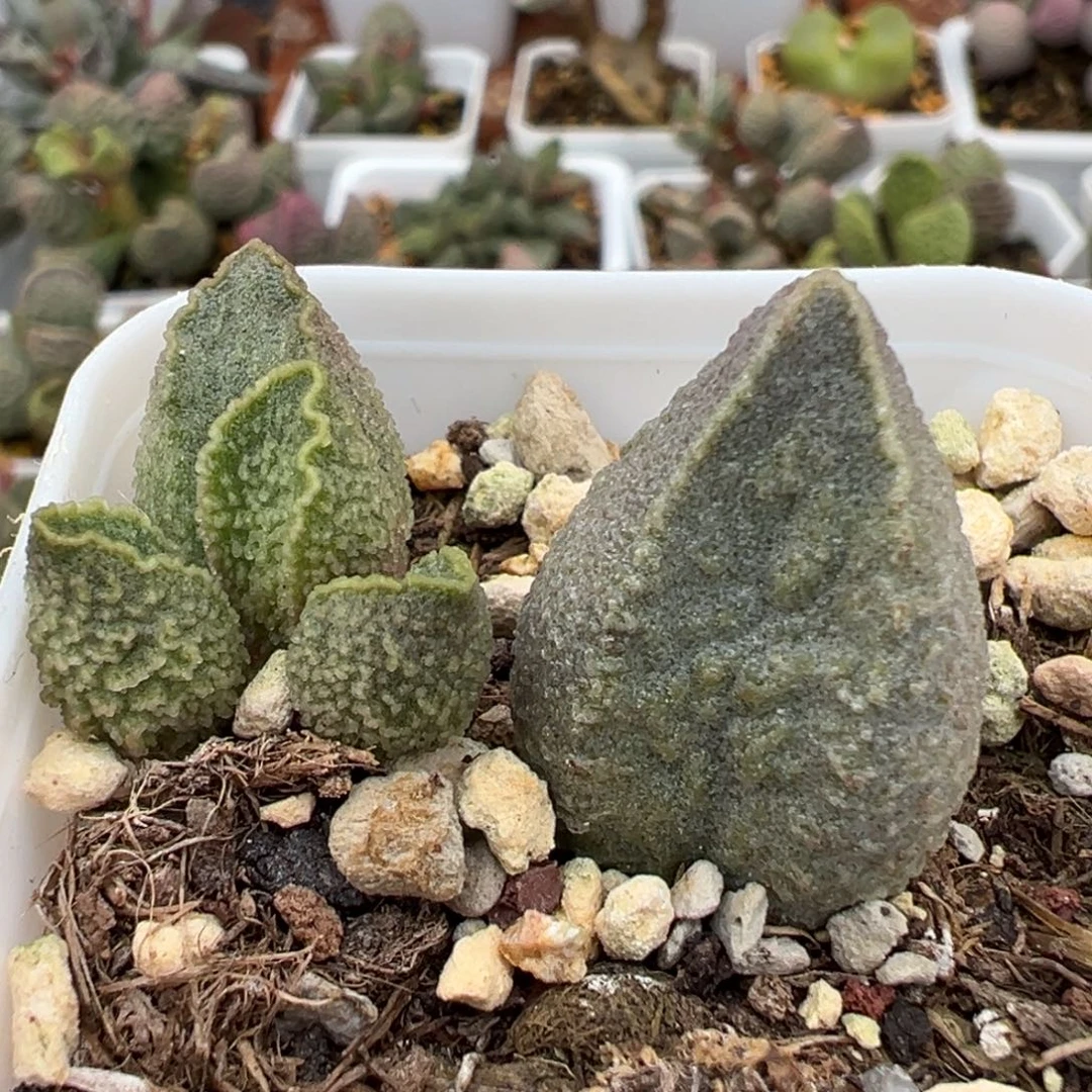 实生新品水滴型皱边款大苗