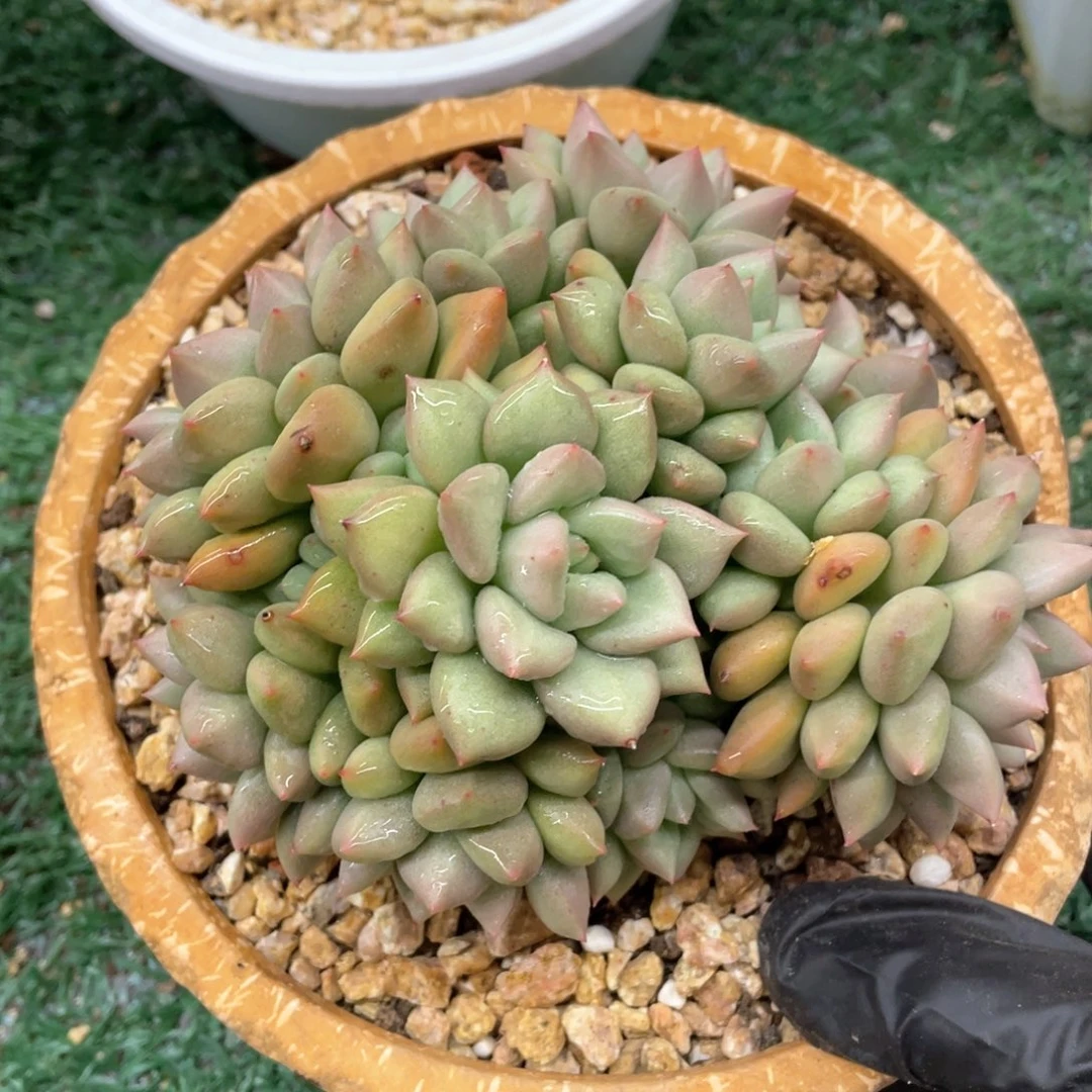 黄金象牙一物一拍28包邮非偏远