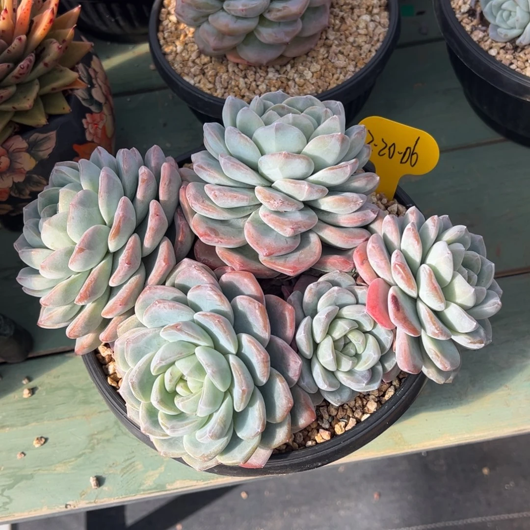 12-20-06冰玉多肉植物