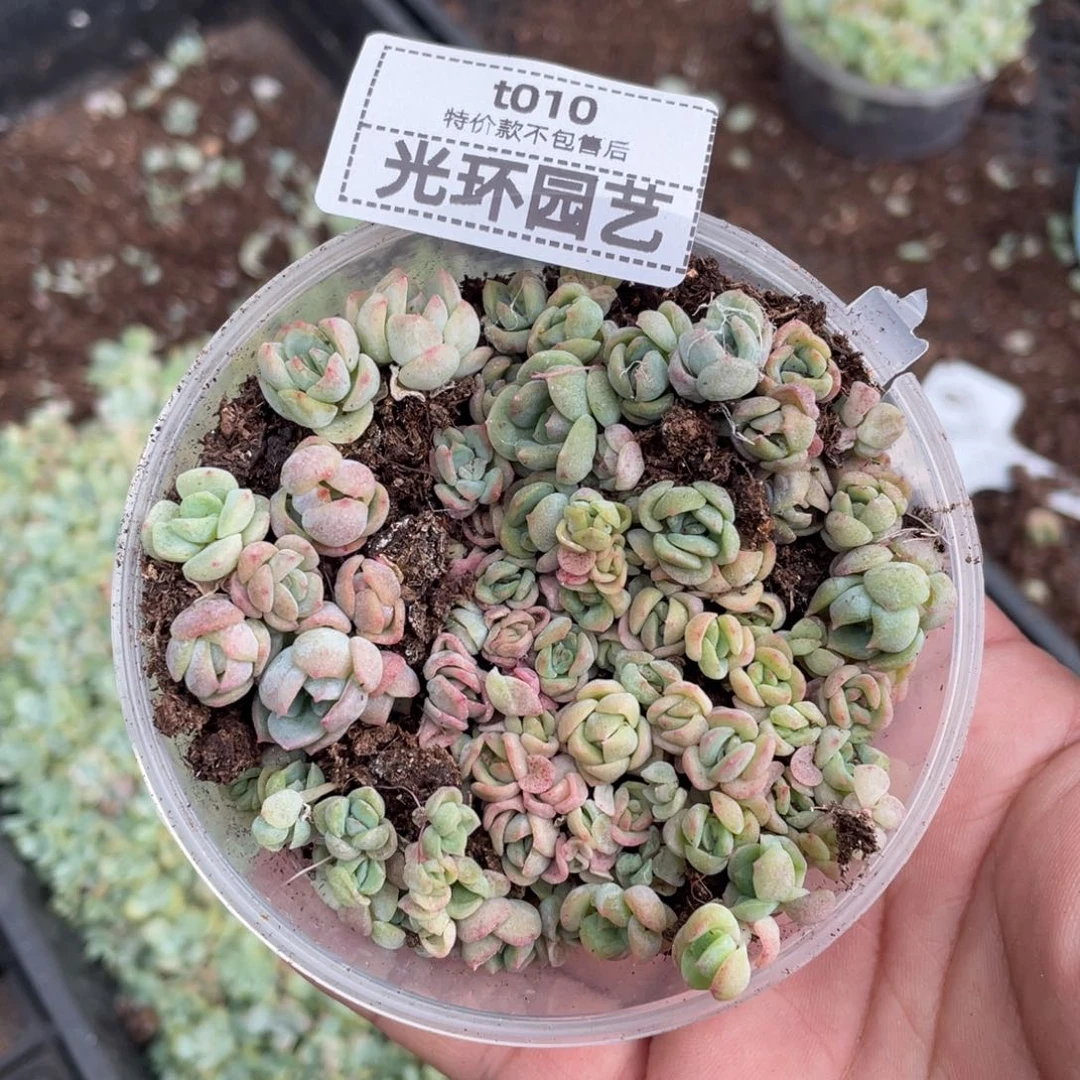 t10号福利切糕珍妮一份