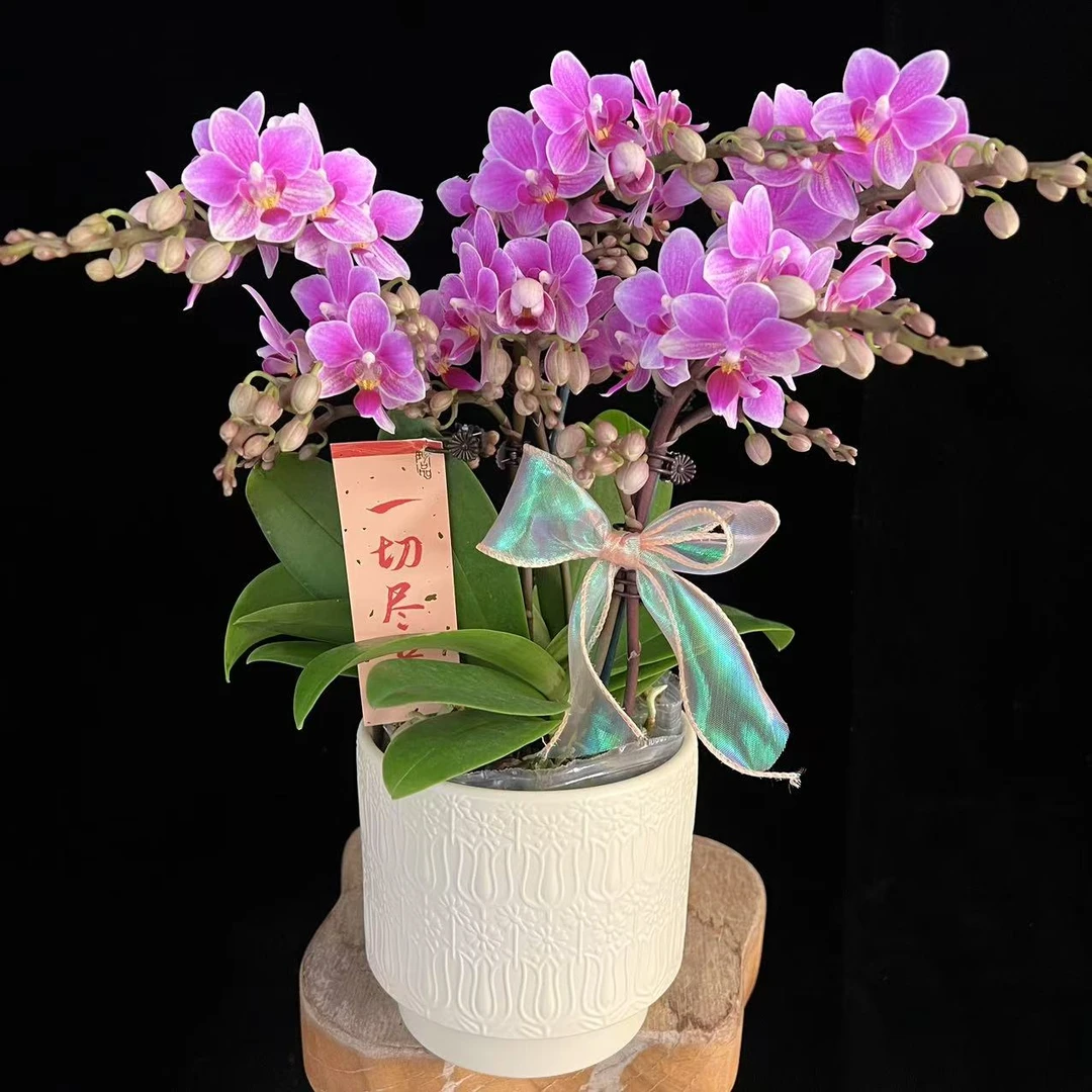 多彩优选（香格里拉）欧品带香味花量多蝴蝶兰鲜花室内送礼高端花卉