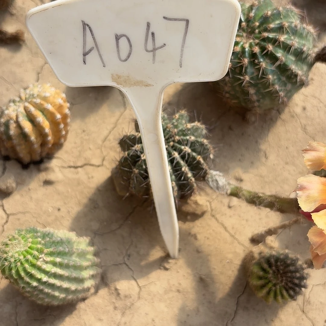 皆***谈A047,琉璃盏歪头瑕疵