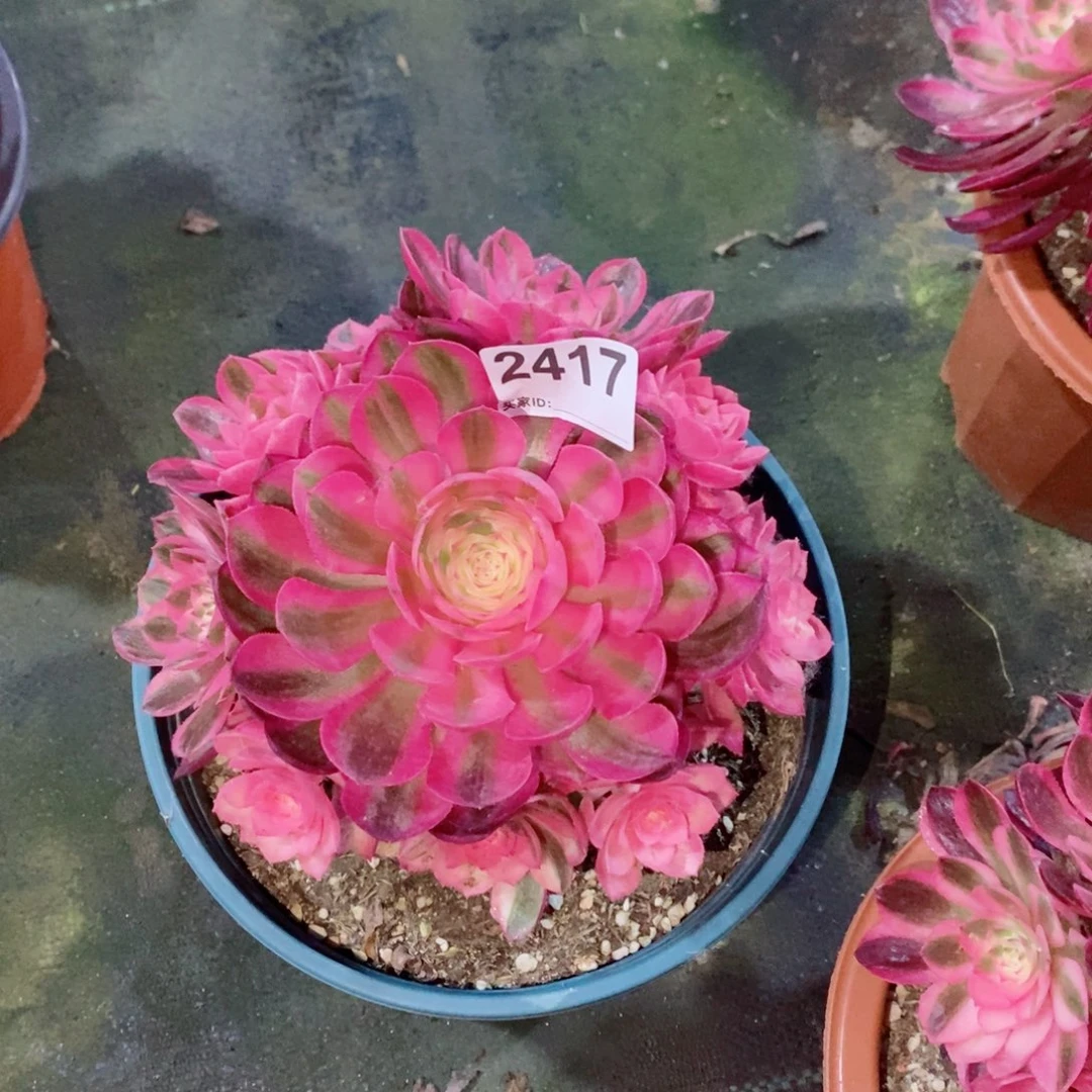 倾城2417多肉1111