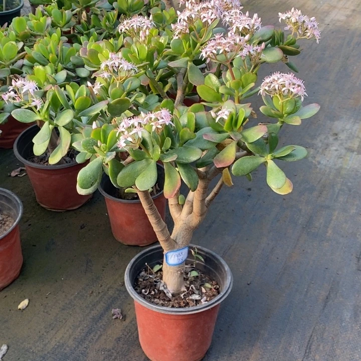 韩国紫叶一物一拍