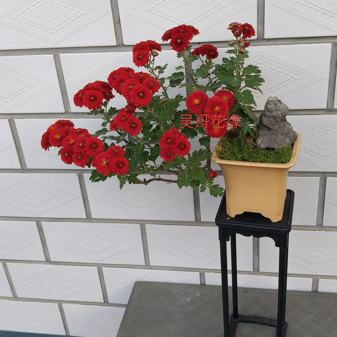 木本菊开封红耐热耐寒室内外养殖可以养成老桩。