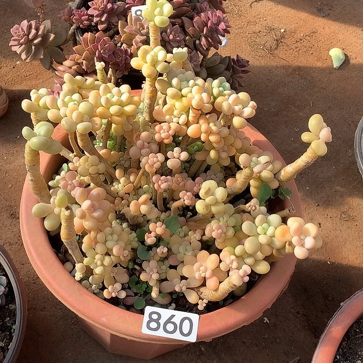 860香水洛神一物一拍多肉