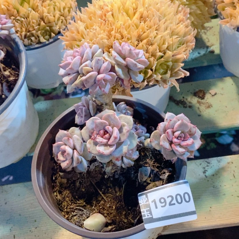 【闪购商品】红粉佳人19200