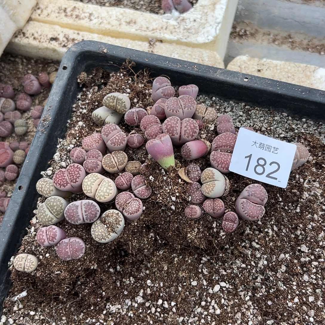 量拍以下1份脱土发无售后默认有疤182