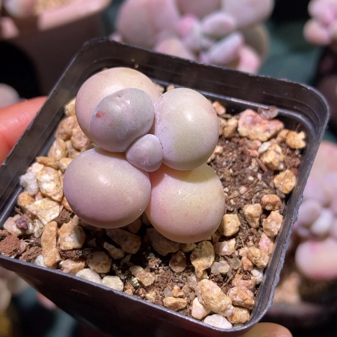 粉芭比奶酪一物一拍