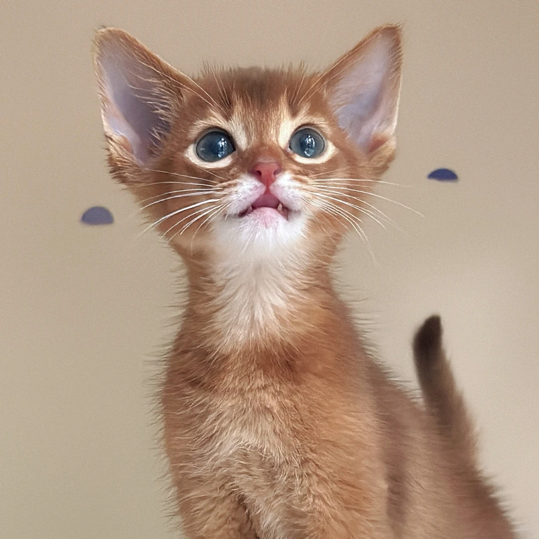 1️⃣1️⃣2️⃣萌系红色阿比西尼亚弟弟      生日：8.21  疫苗：10.16