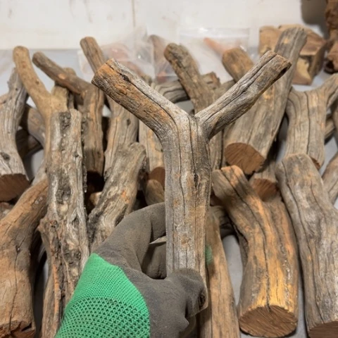 大果紫檀（缅甸花梨）茹***乐