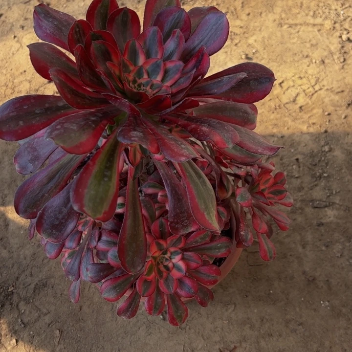 23.8香奈儿一棵包邮