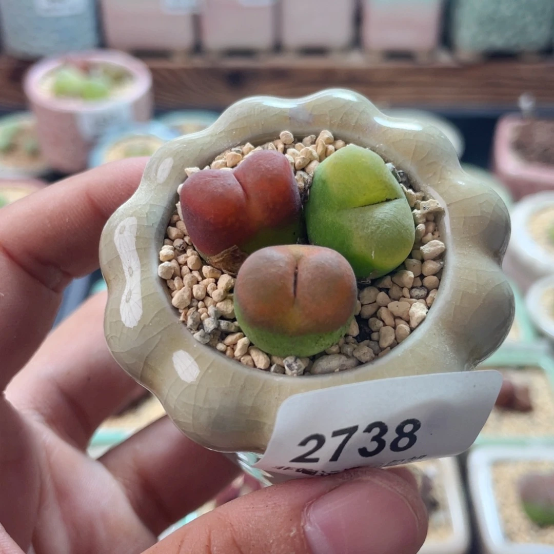 无花朵2738--一物一拍 带盆