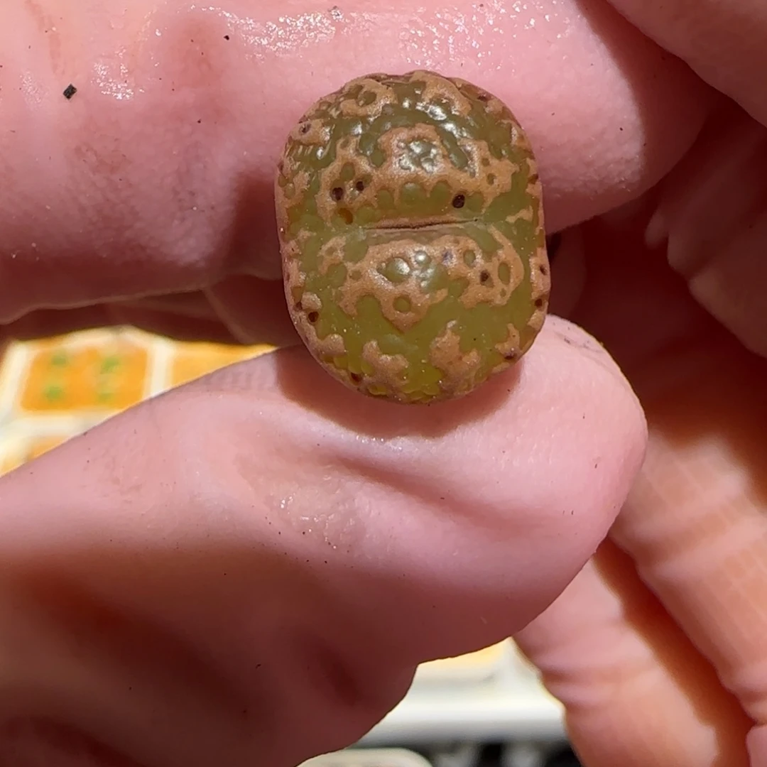 肉锥多肉植物百科-超级泡泡1251