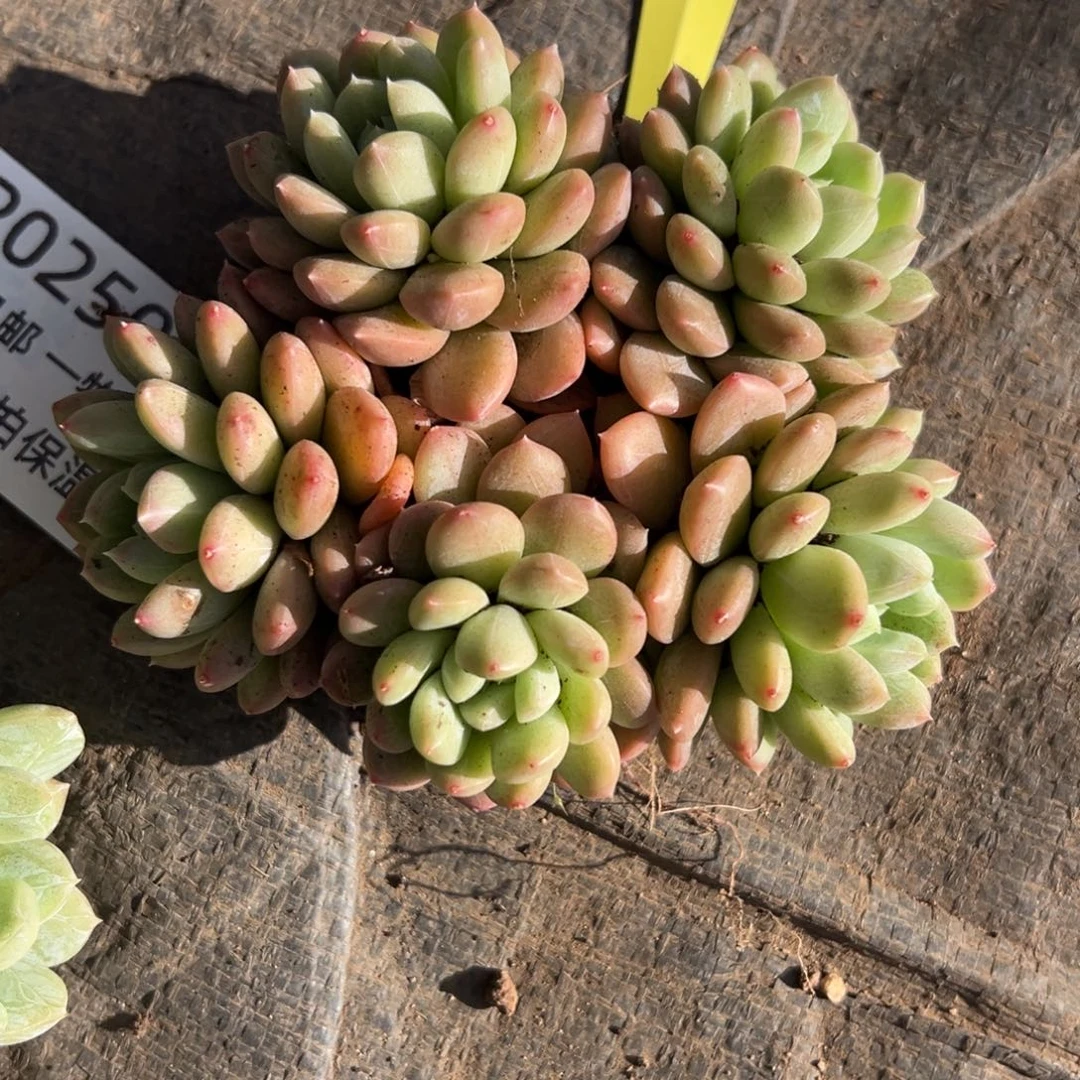 1214269 百搭翡翠美人群生5头12厘米