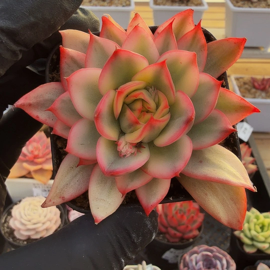 0103-39凤凰锦单头