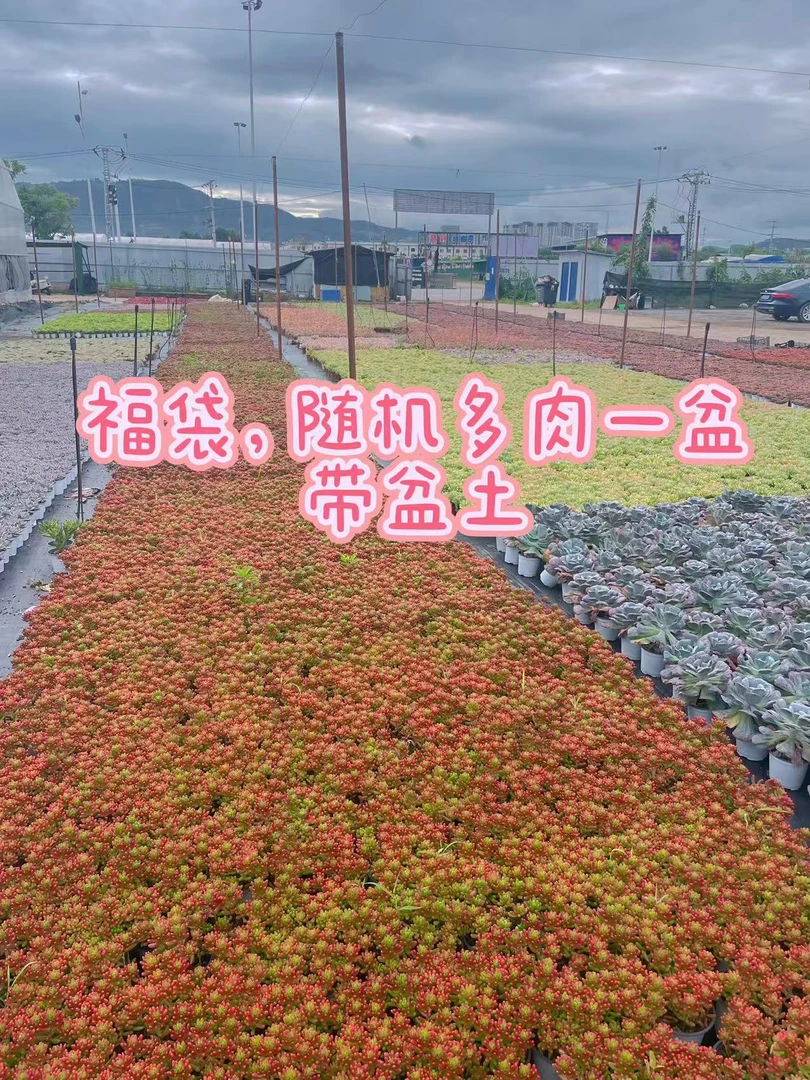 (随机一盆带盆土)多肉组合多肉植物带盆土懒人沙漠植物吸甲醛