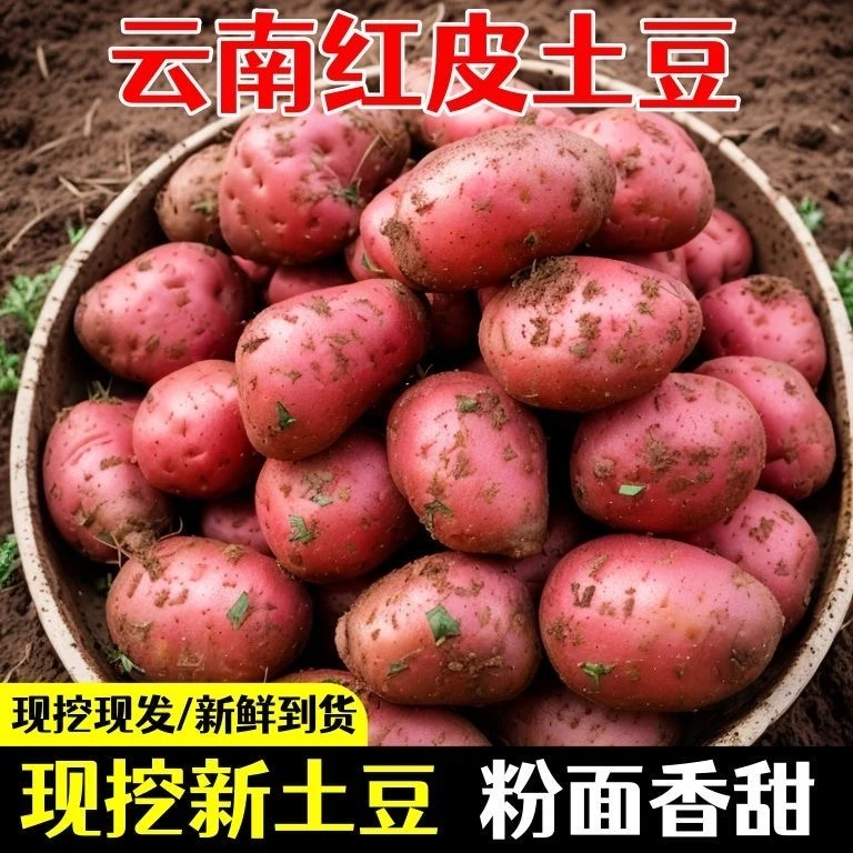 红皮黄心土豆新鲜现挖高原种植农家自种马铃薯