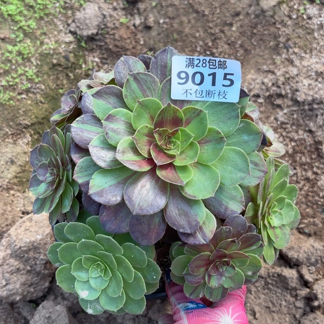 W. 9015花月夜多肉。ban