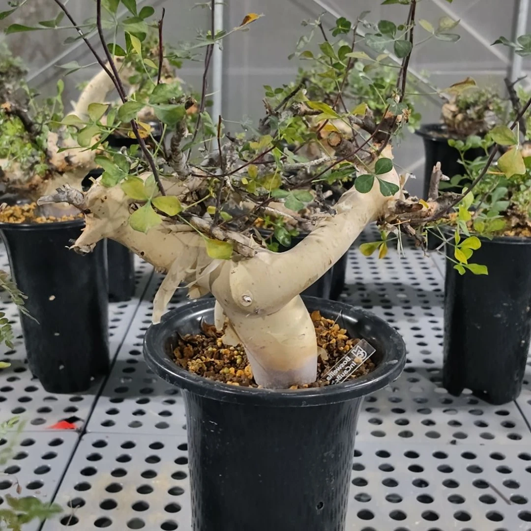 正白皮卡塔夫熟桩可寄养