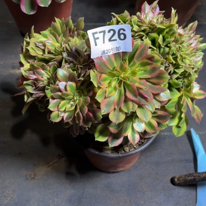 瑞妈多肉植物，726洛神缀化