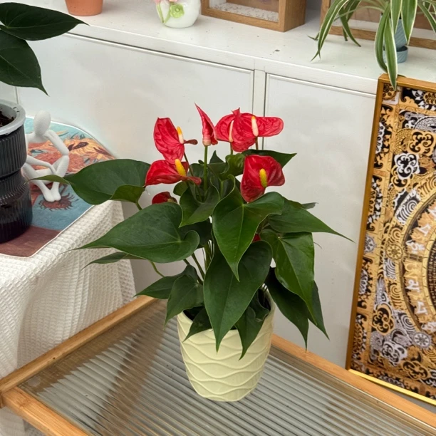 阿瑞斯托  小型红掌花卉 株型花型漂亮可水培