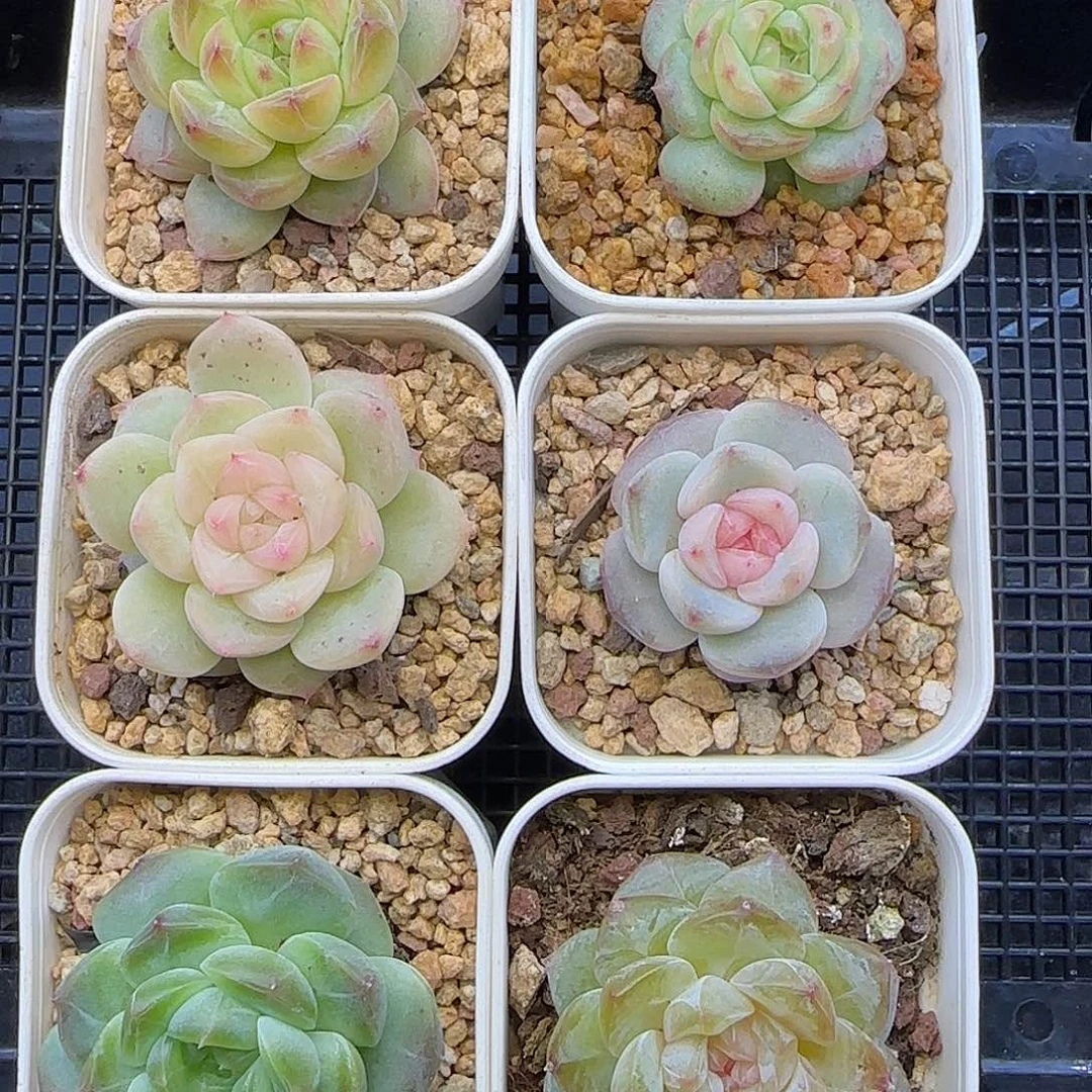 009六棵一组【满29包邮非偏远】