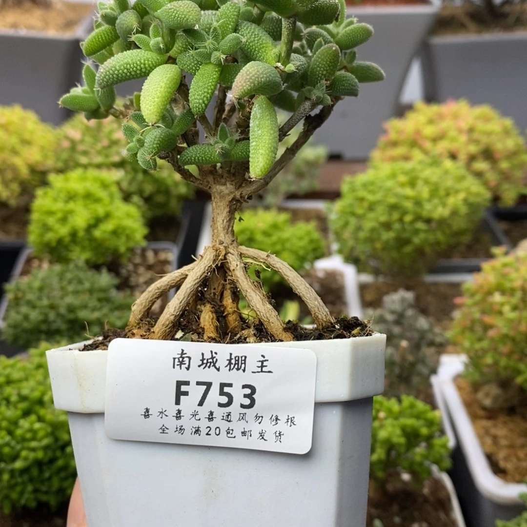 753老桩玉米枝干番杏