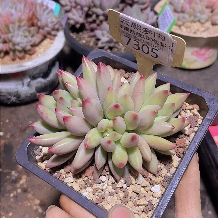 7305二代虞美人。         