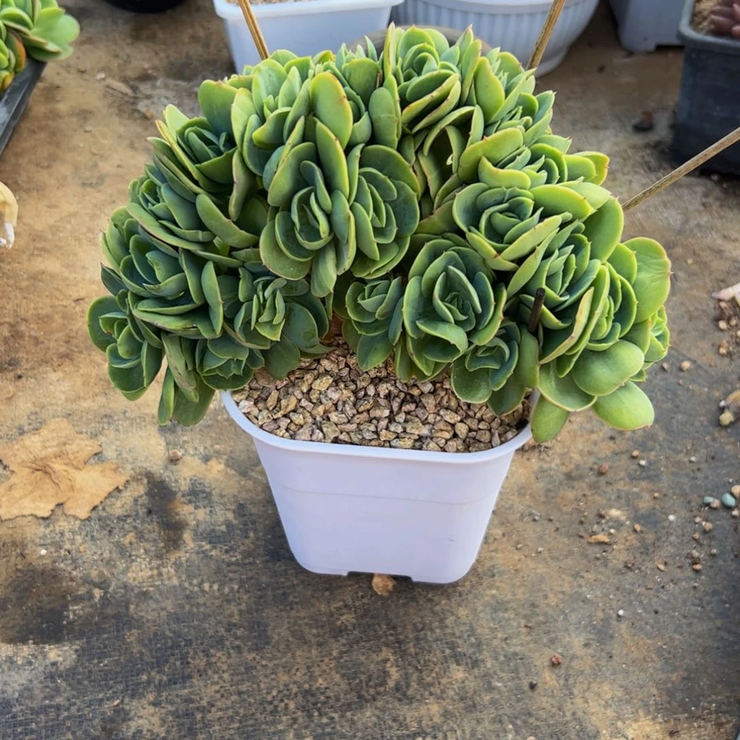 碧桃缀化多肉植物