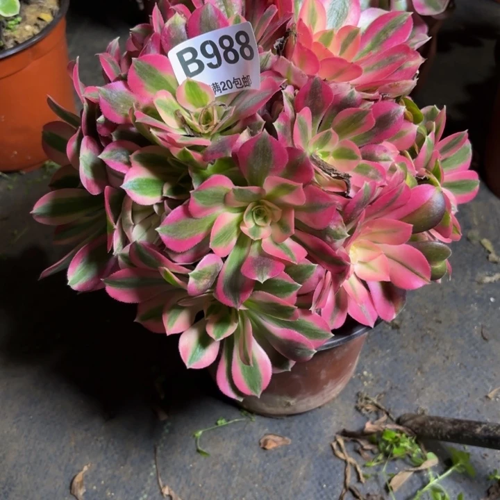 瑞妈，，。。。。988女巫，