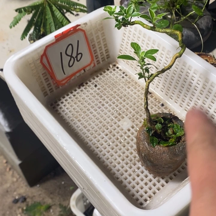 金***金无花朵退款拉黑拉黑186