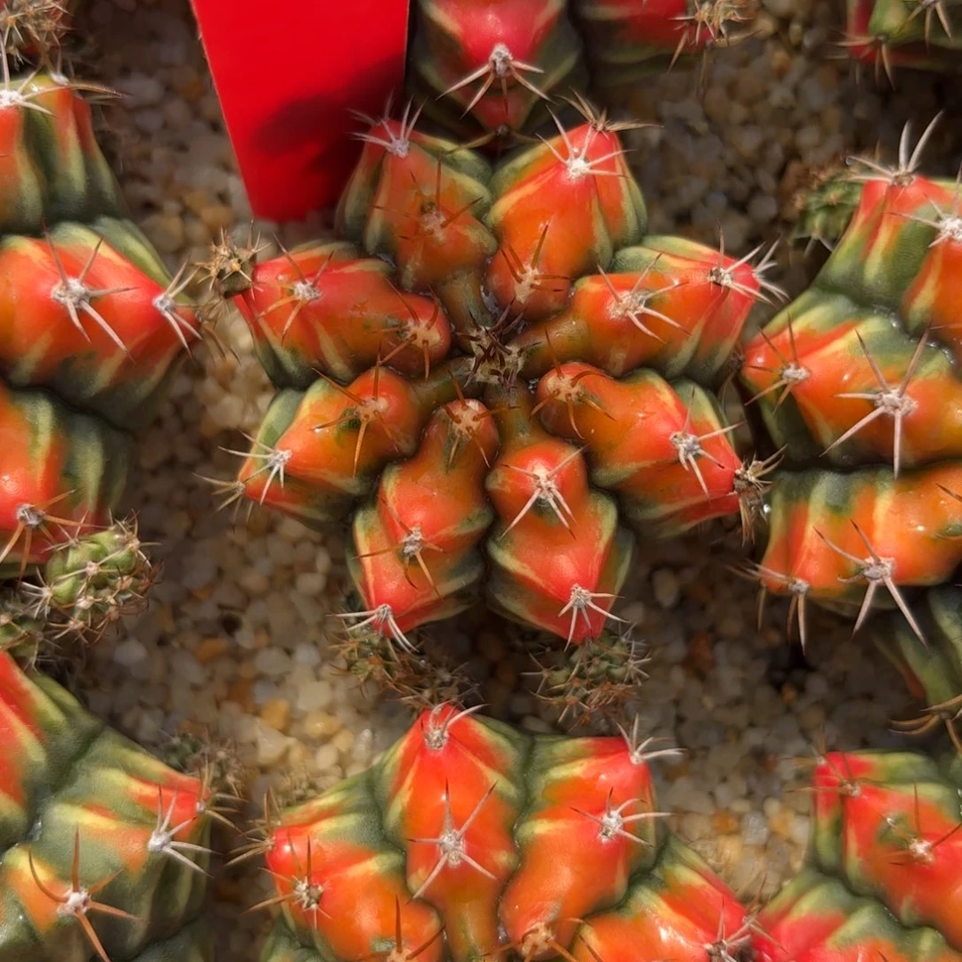 45-1223泰国发货多肉