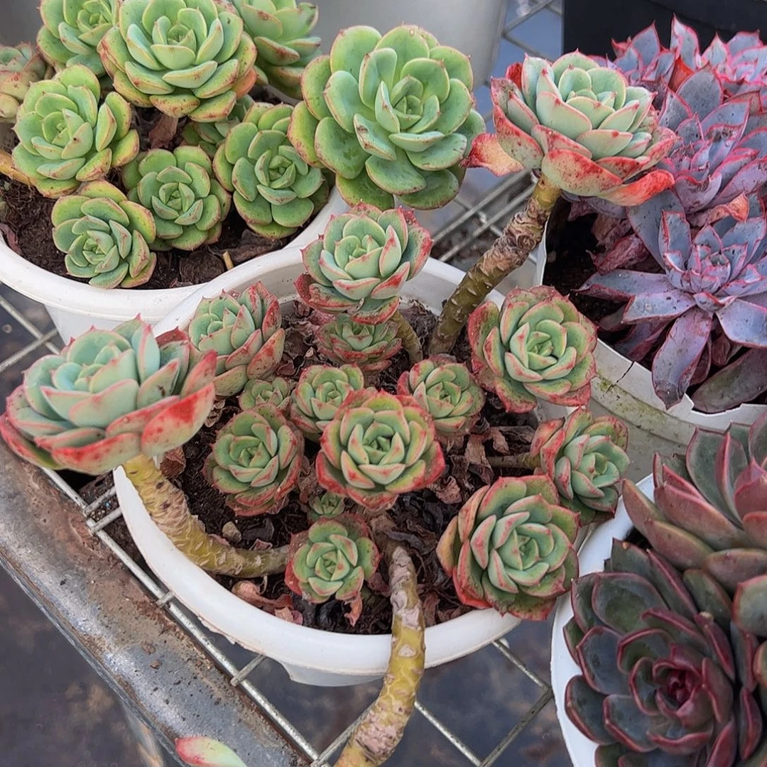 妮可沙拉玫瑰多头群生老桩