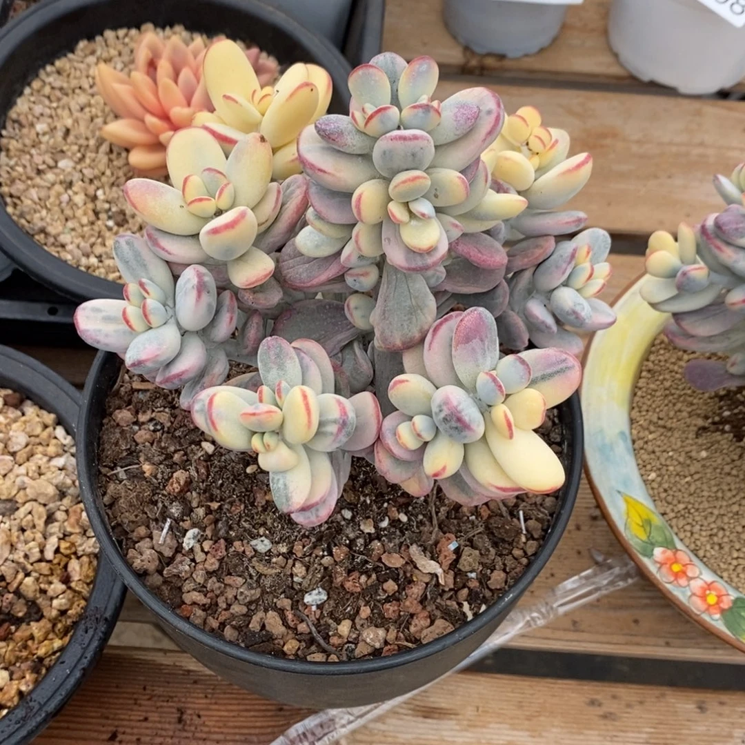 福娘锦多肉植物A3515