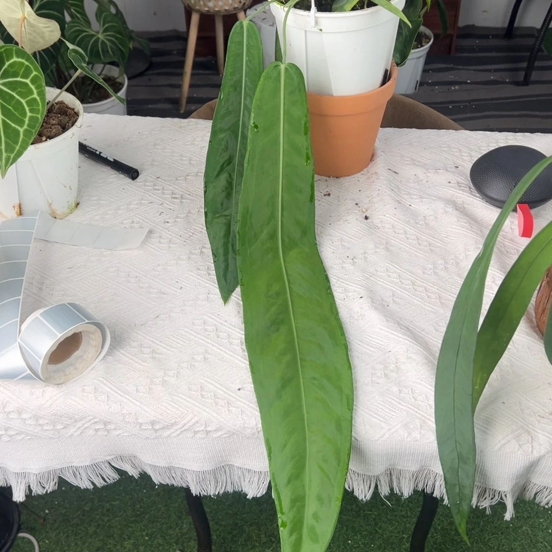 完全开放进口银脉丝绸叶长66