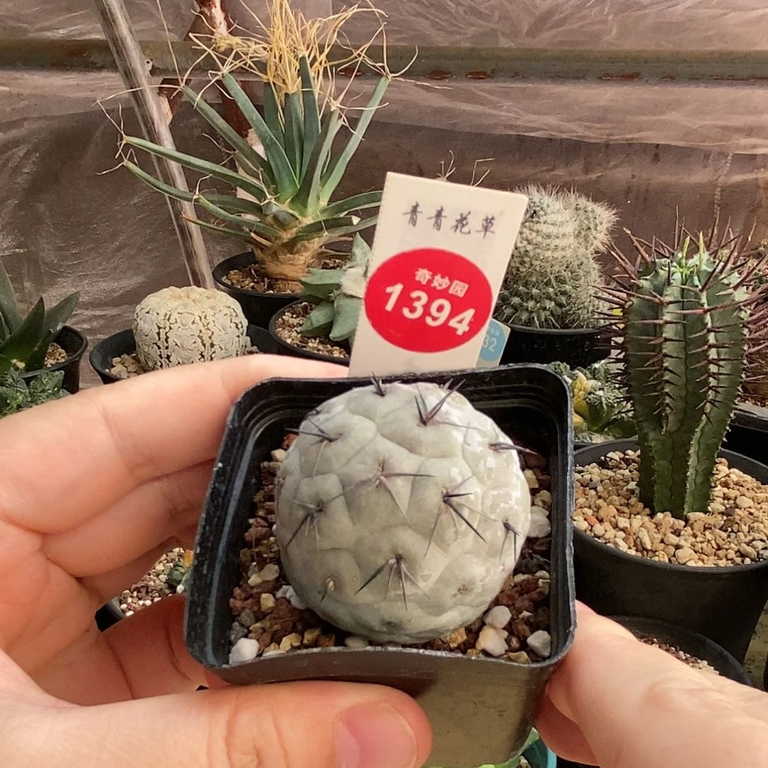 自根习志野3.7cm6680